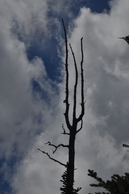 Dead tree branches looks like the devil's pitchfork